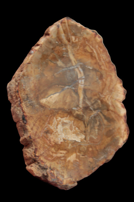 Petrified Wood Agate slice from Madagascar 41g - Rocks and Things Store