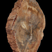 Petrified Wood Agate slice from Madagascar 41g - Rocks and Things Store