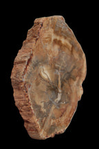 Petrified Wood Agate slice from Madagascar 41g - Rocks and Things Store