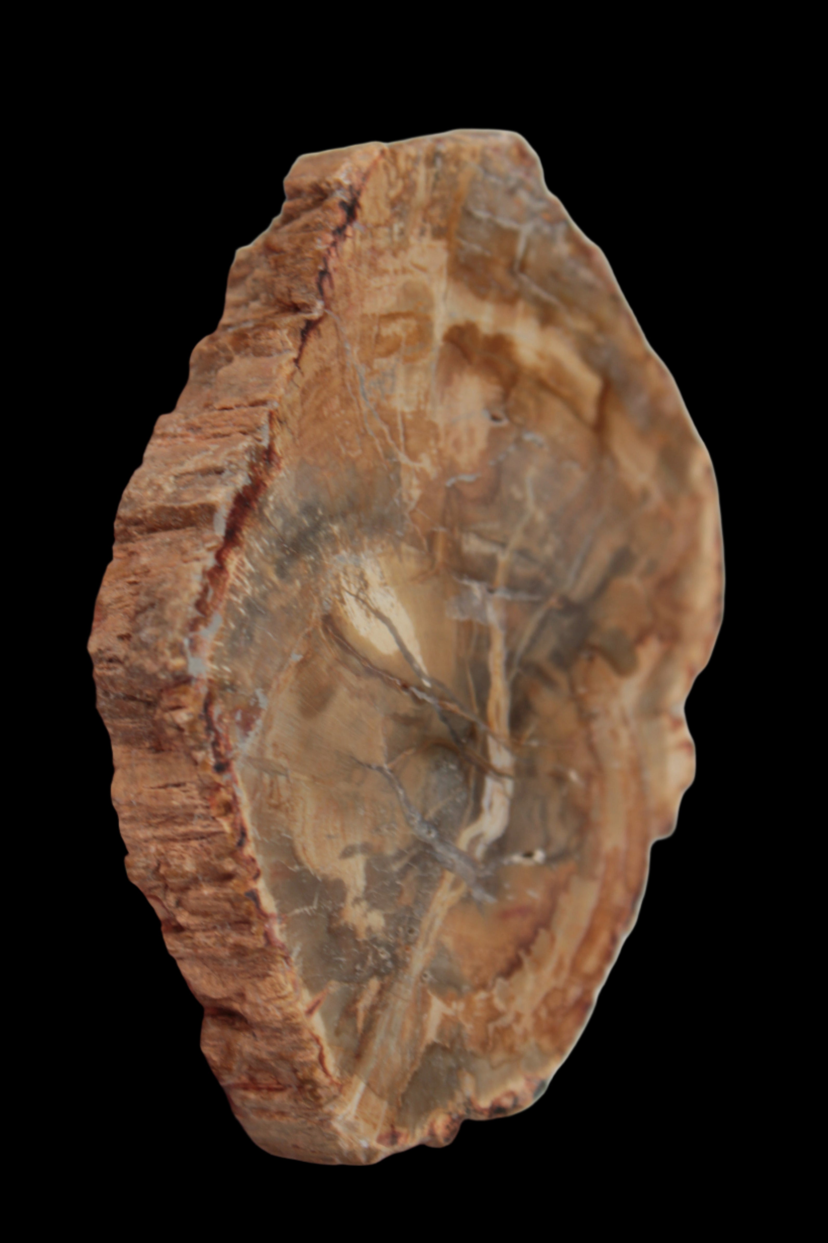 Petrified Wood Agate slice from Madagascar 41g - Rocks and Things Store
