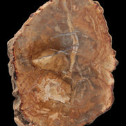 Petrified Wood Agate slice from Madagascar 41g - Rocks and Things Store
