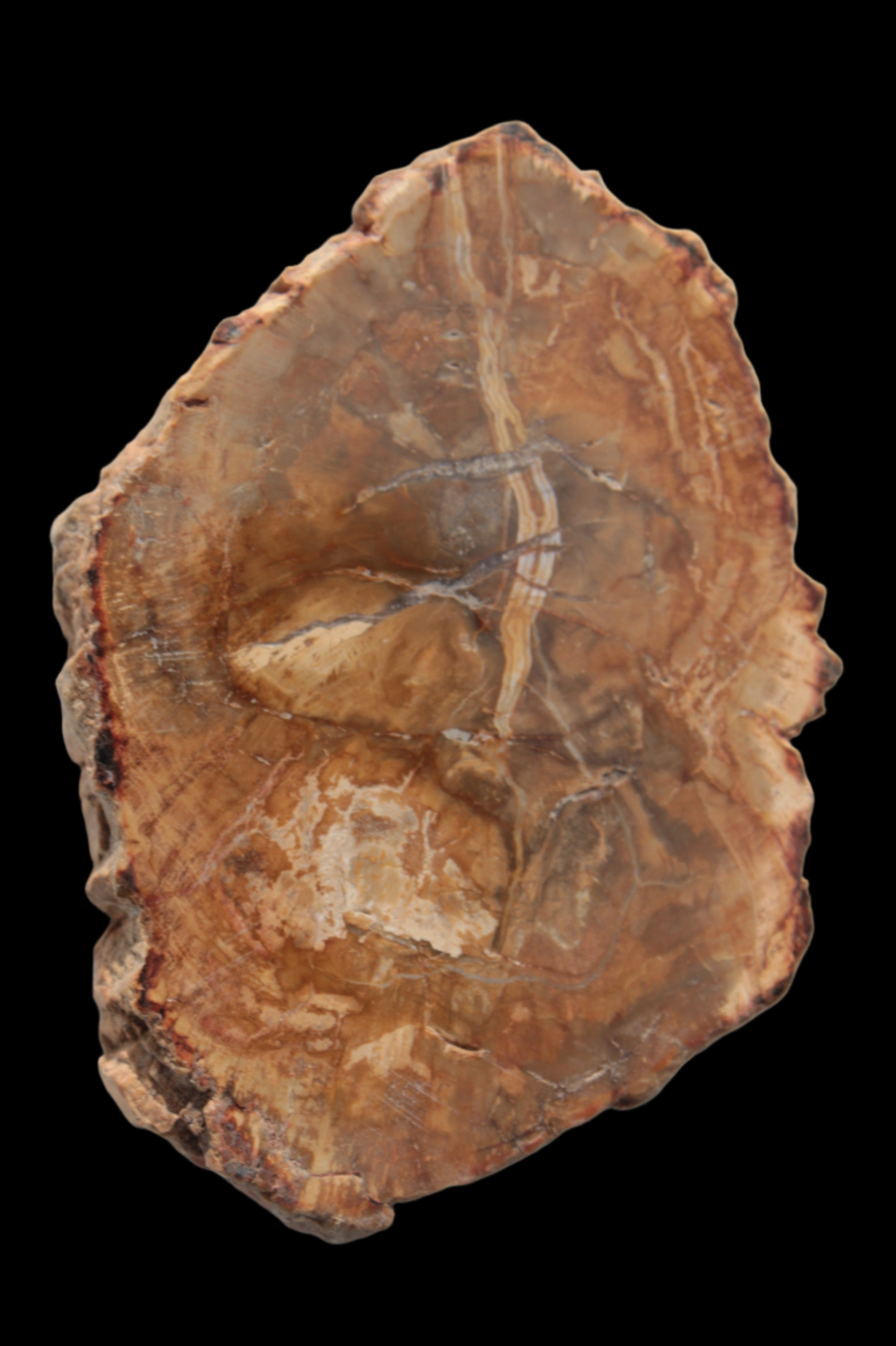 Petrified Wood Agate slice from Madagascar 41g - Rocks and Things Store