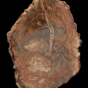 Petrified Wood Agate slice from Madagascar 41g - Rocks and Things Store