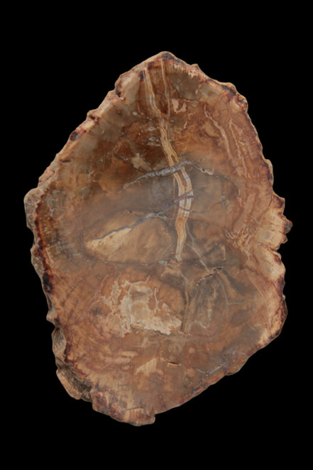 Petrified Wood Agate slice from Madagascar 41g - Rocks and Things Store