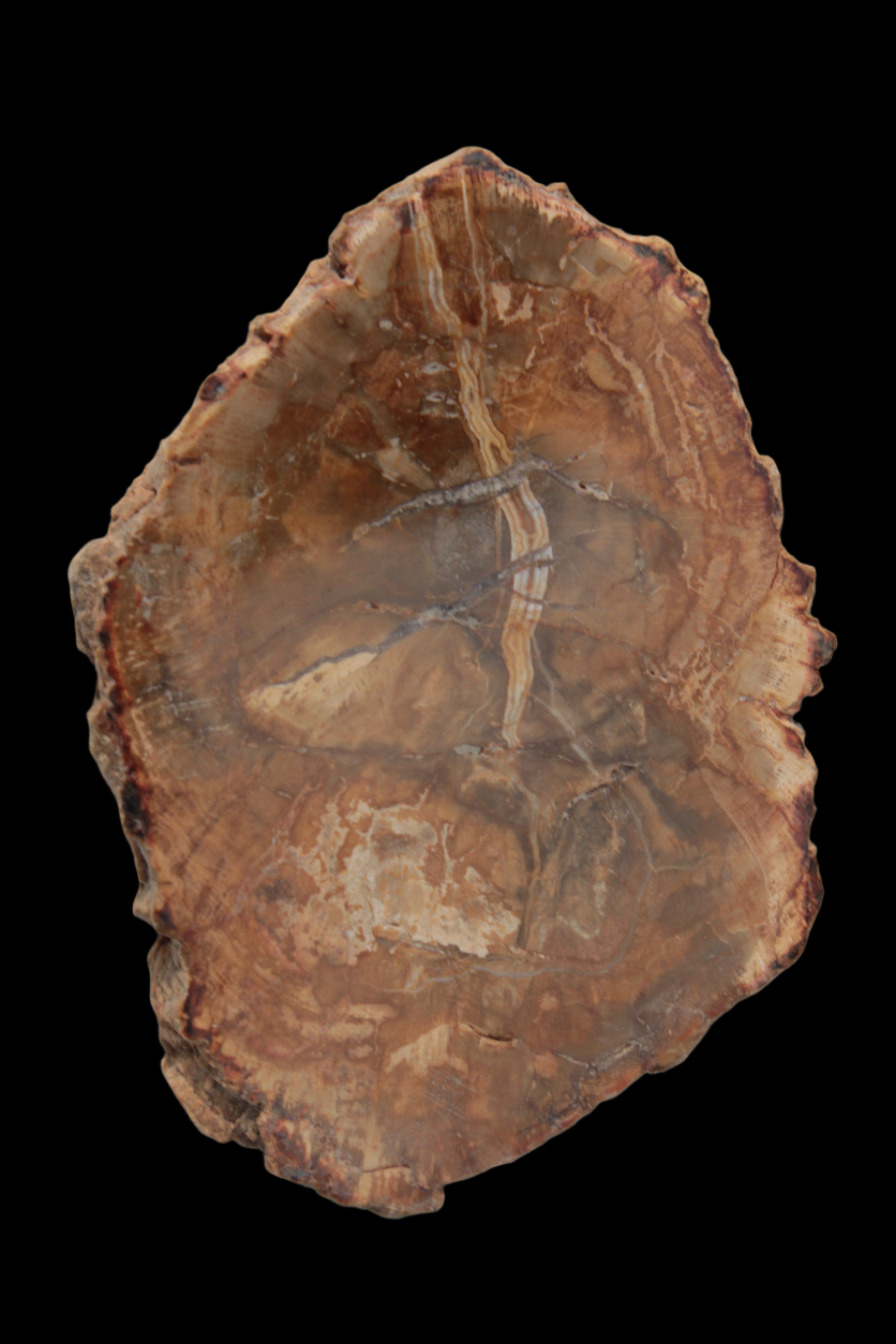 Petrified Wood Agate slice from Madagascar 41g - Rocks and Things Store