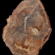 Petrified Wood Agate slice from Madagascar 41g - Rocks and Things Store