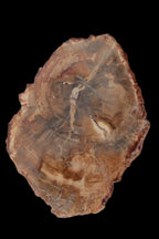 Petrified Wood Agate slice from Madagascar 41g - Rocks and Things Store
