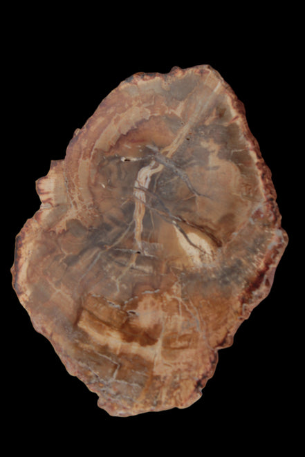 Petrified Wood Agate slice from Madagascar 41g - Rocks and Things Store