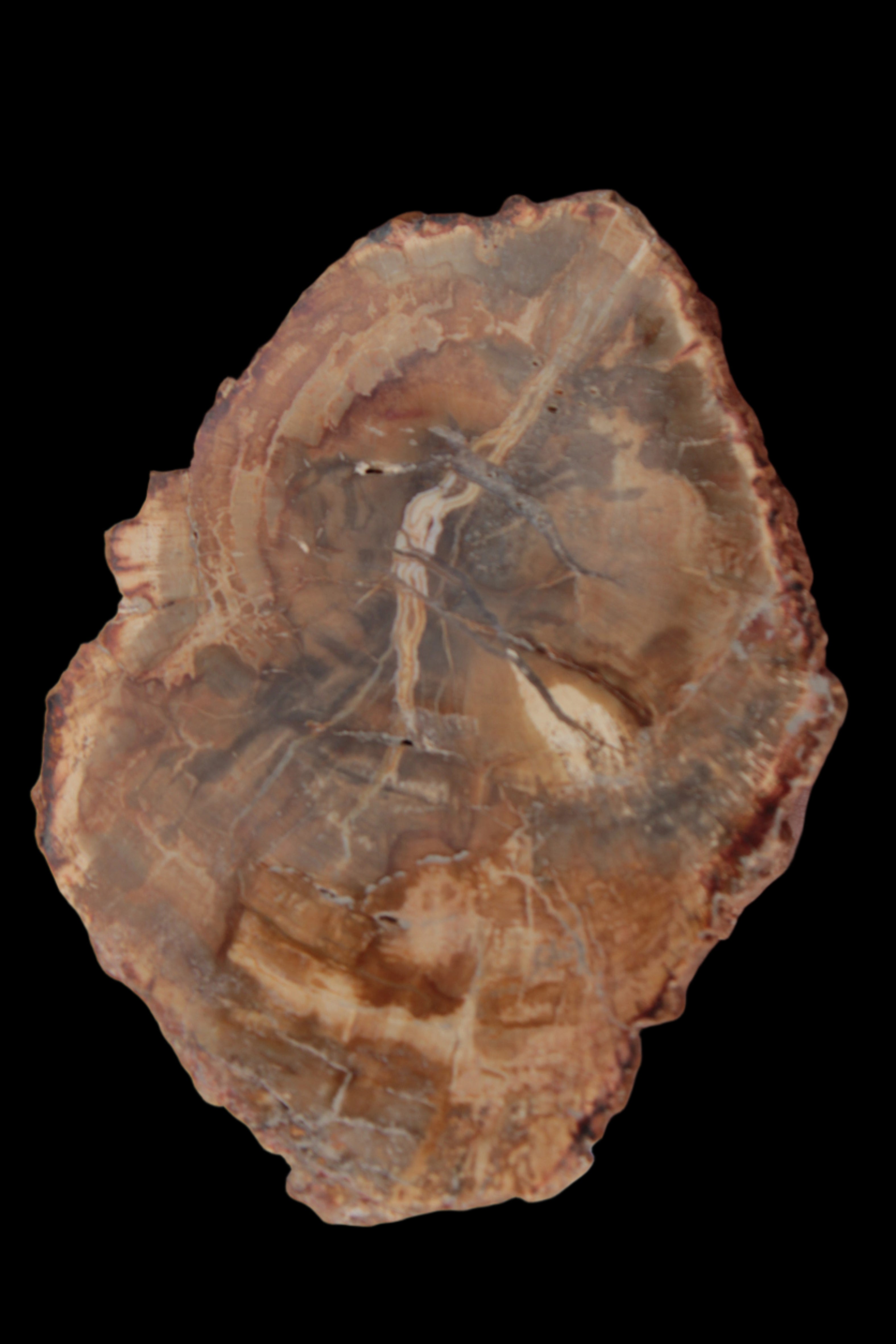 Petrified Wood Agate slice from Madagascar 41g - Rocks and Things Store