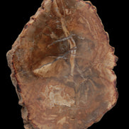 Petrified Wood Agate slice from Madagascar 41g - Rocks and Things Store