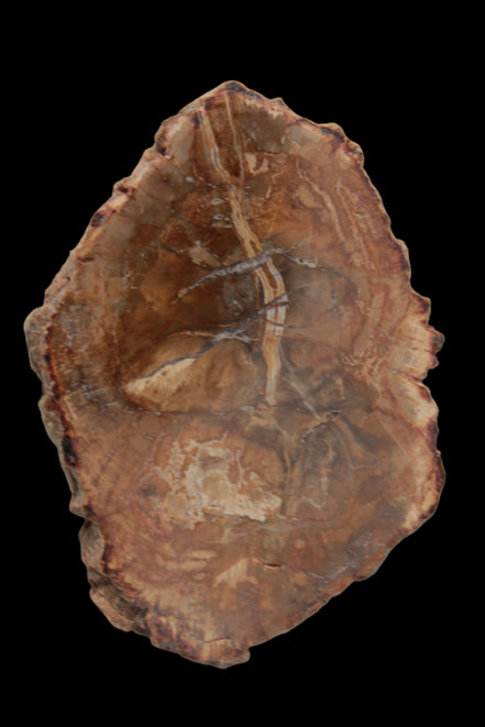 Petrified Wood Agate slice from Madagascar 41g - Rocks and Things Store