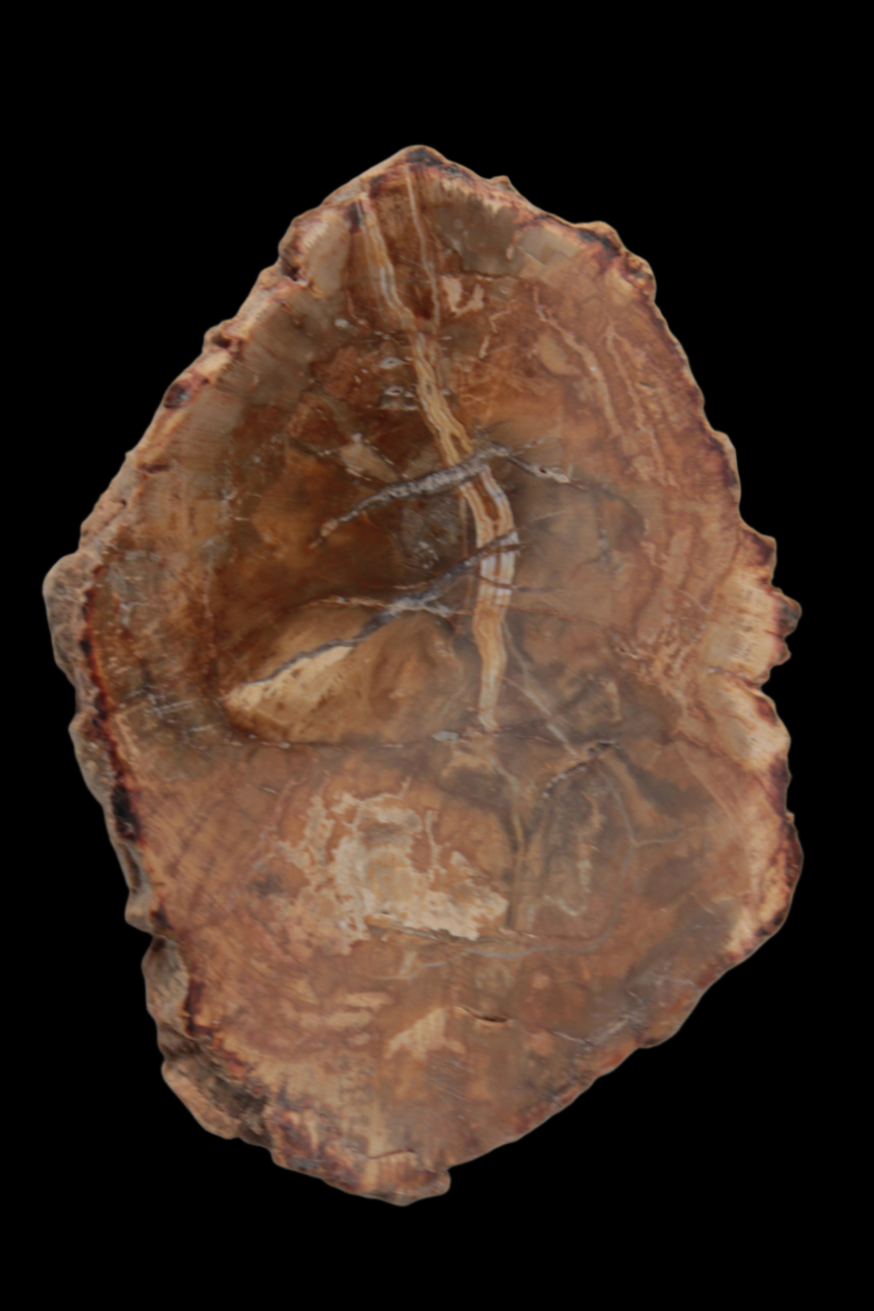 Petrified Wood Agate slice from Madagascar 41g - Rocks and Things Store