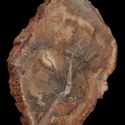 Petrified Wood Agate slice from Madagascar 41g - Rocks and Things Store