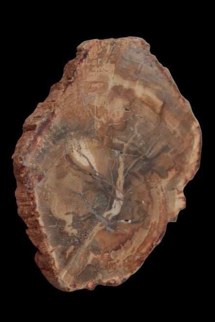 Petrified Wood Agate slice from Madagascar 41g - Rocks and Things Store
