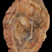 Petrified Wood Agate slice from Madagascar 41g - Rocks and Things Store