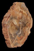 Petrified Wood Agate slice from Madagascar 41g - Rocks and Things Store