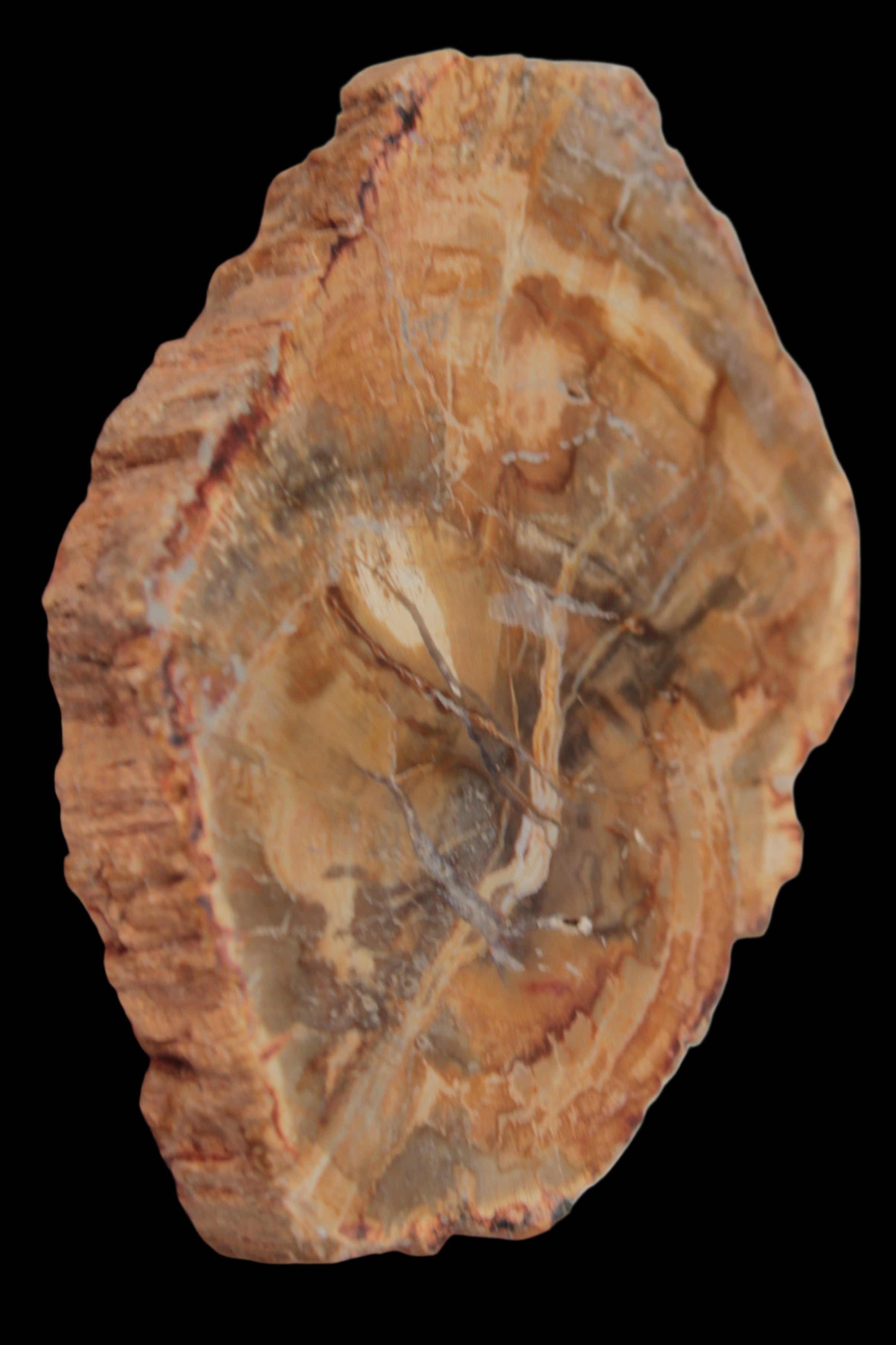 Petrified Wood Agate slice from Madagascar 41g - Rocks and Things Store