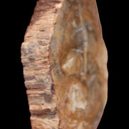 Petrified Wood Agate slice from Madagascar 41g - Rocks and Things Store