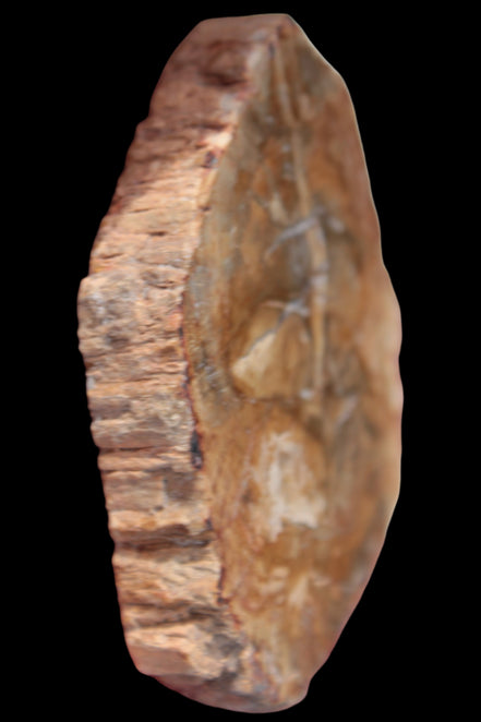 Petrified Wood Agate slice from Madagascar 41g - Rocks and Things Store