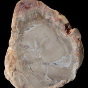 Petrified Wood Agate slice from Madagascar 42g - Rocks and Things Store