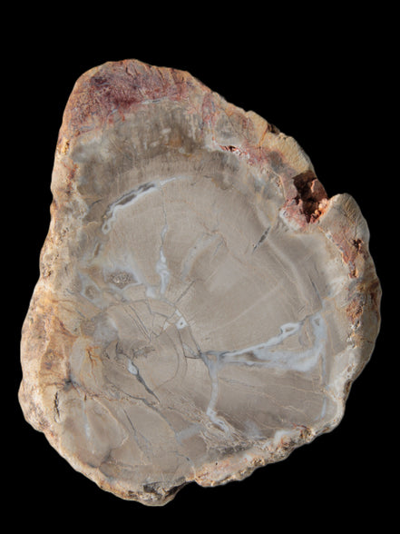 Petrified Wood Agate slice from Madagascar 42g - Rocks and Things Store