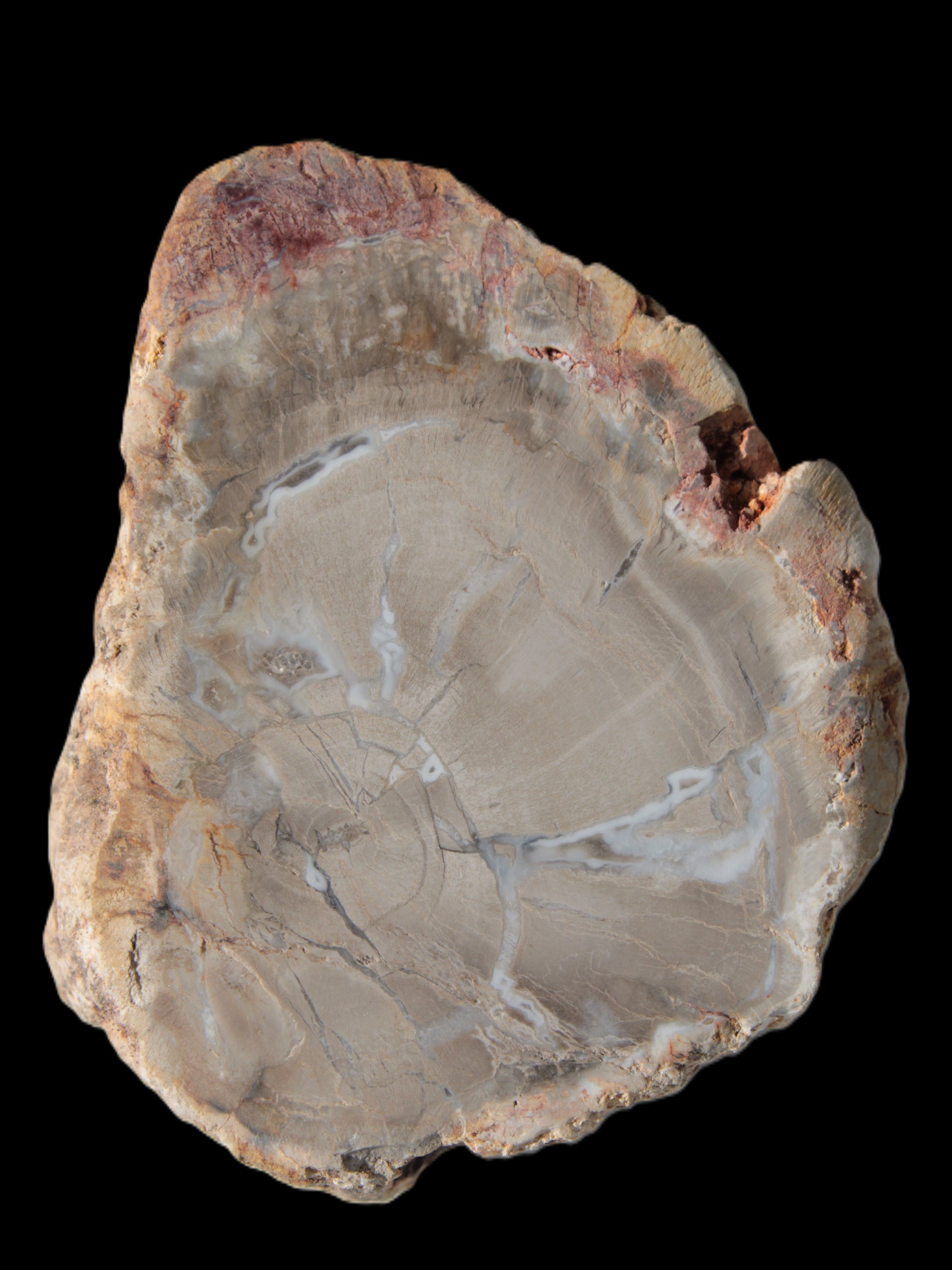 Petrified Wood Agate slice from Madagascar 42g Rocks and Things