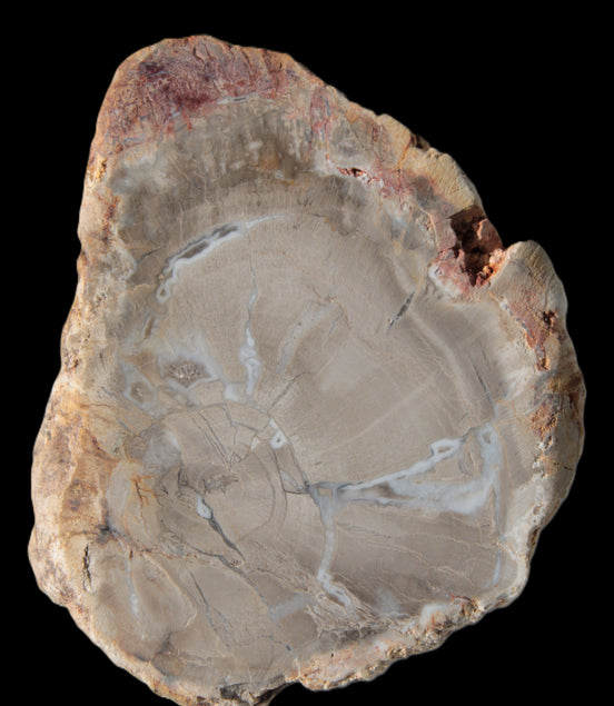 Petrified Wood Agate slice from Madagascar 42g - Rocks and Things Store