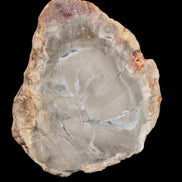 Petrified Wood Agate slice from Madagascar 42g - Rocks and Things Store