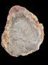 Petrified Wood Agate slice from Madagascar 42g - Rocks and Things Store