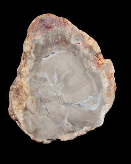Petrified Wood Agate slice from Madagascar 42g - Rocks and Things Store