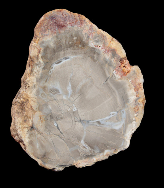 Petrified Wood Agate slice from Madagascar 42g - Rocks and Things Store