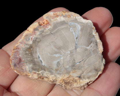 Petrified Wood Agate slice from Madagascar 42g Rocks and Things