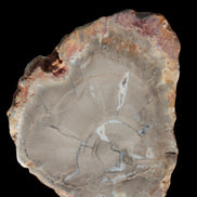 Petrified Wood Agate slice from Madagascar 42g - Rocks and Things Store