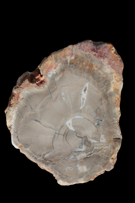 Petrified Wood Agate slice from Madagascar 42g - Rocks and Things Store
