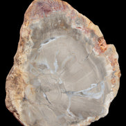 Petrified Wood Agate slice from Madagascar 42g - Rocks and Things Store