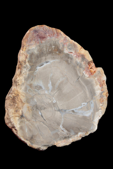 Petrified Wood Agate slice from Madagascar 42g - Rocks and Things Store