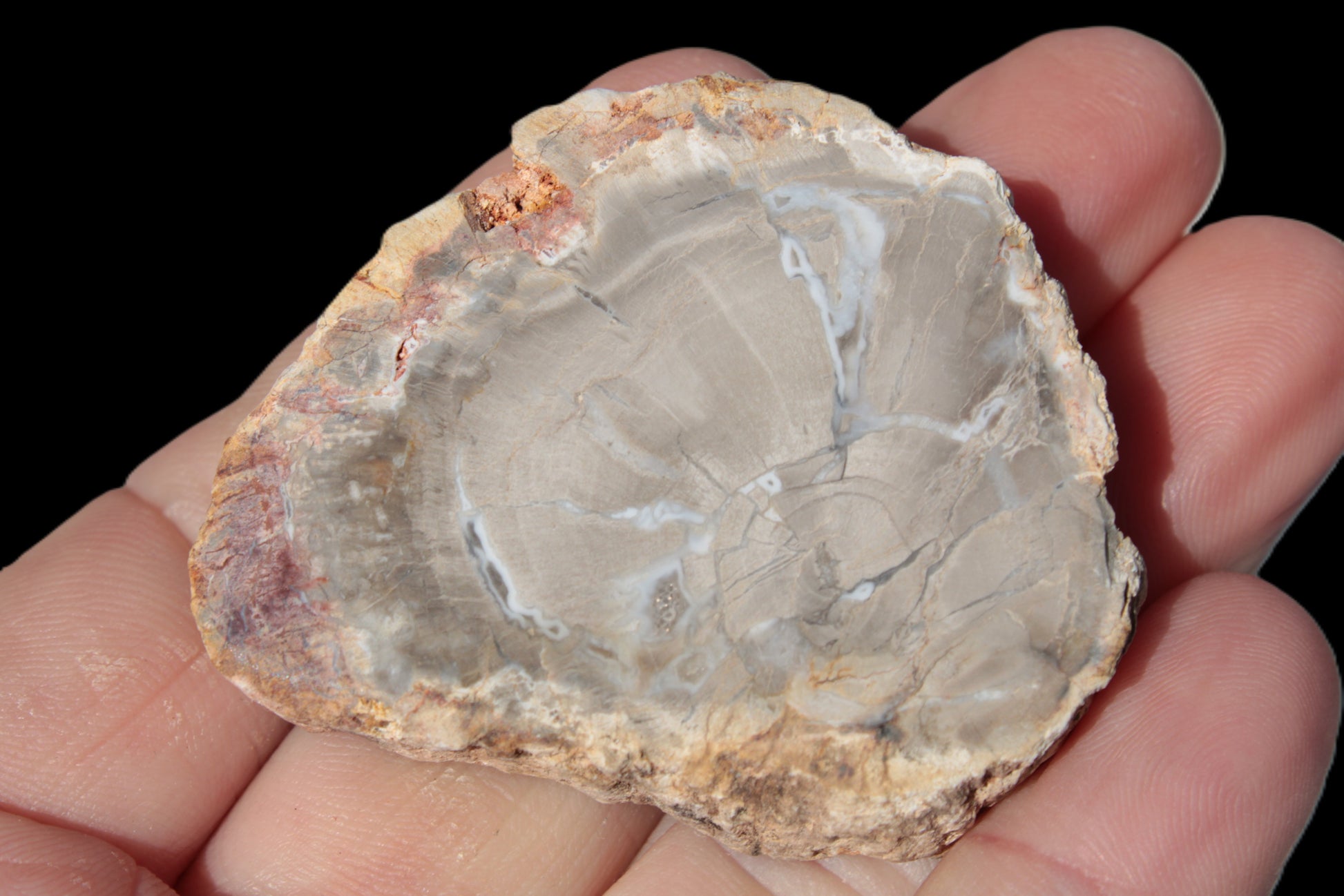 Petrified Wood Agate slice from Madagascar 42g Rocks and Things