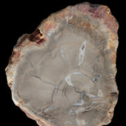 Petrified Wood Agate slice from Madagascar 42g - Rocks and Things Store