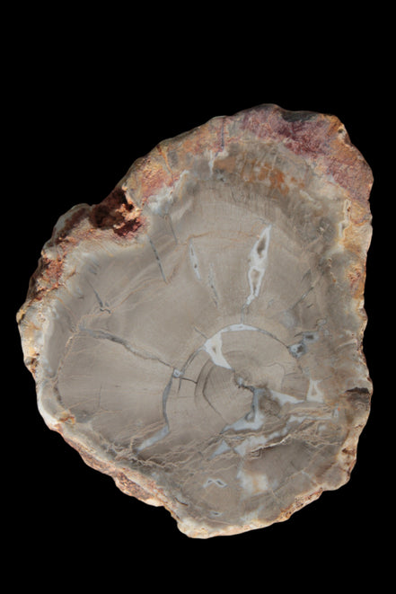 Petrified Wood Agate slice from Madagascar 42g - Rocks and Things Store