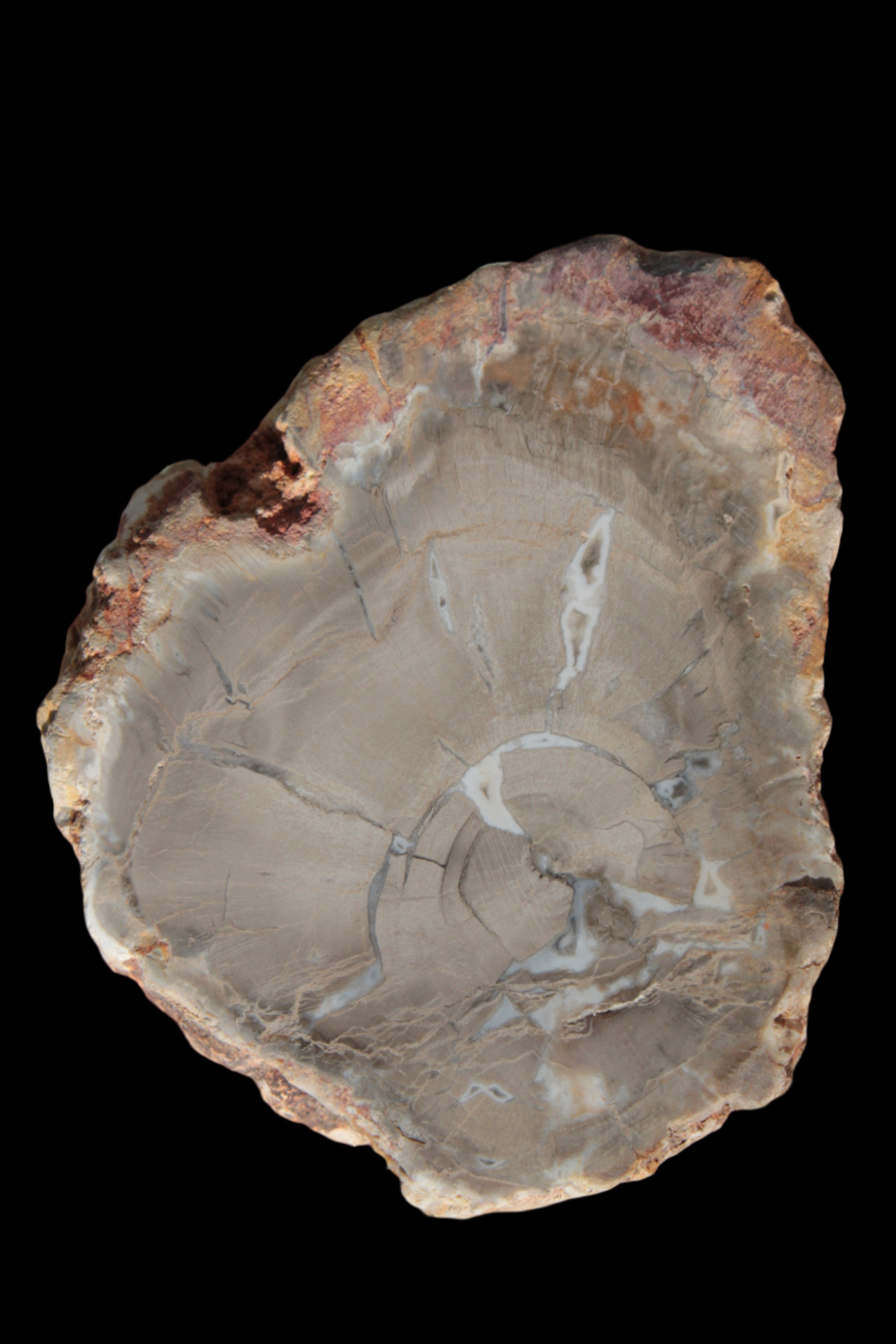 Petrified Wood Agate slice from Madagascar 42g - Rocks and Things Store