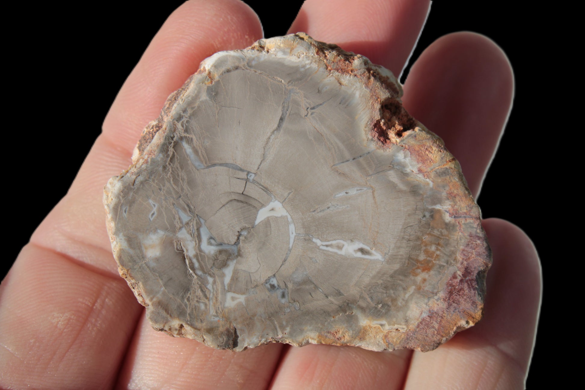 Petrified Wood Agate slice from Madagascar 42g Rocks and Things