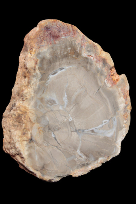 Petrified Wood Agate slice from Madagascar 42g - Rocks and Things Store