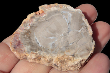 Petrified Wood Agate slice from Madagascar 42g Rocks and Things