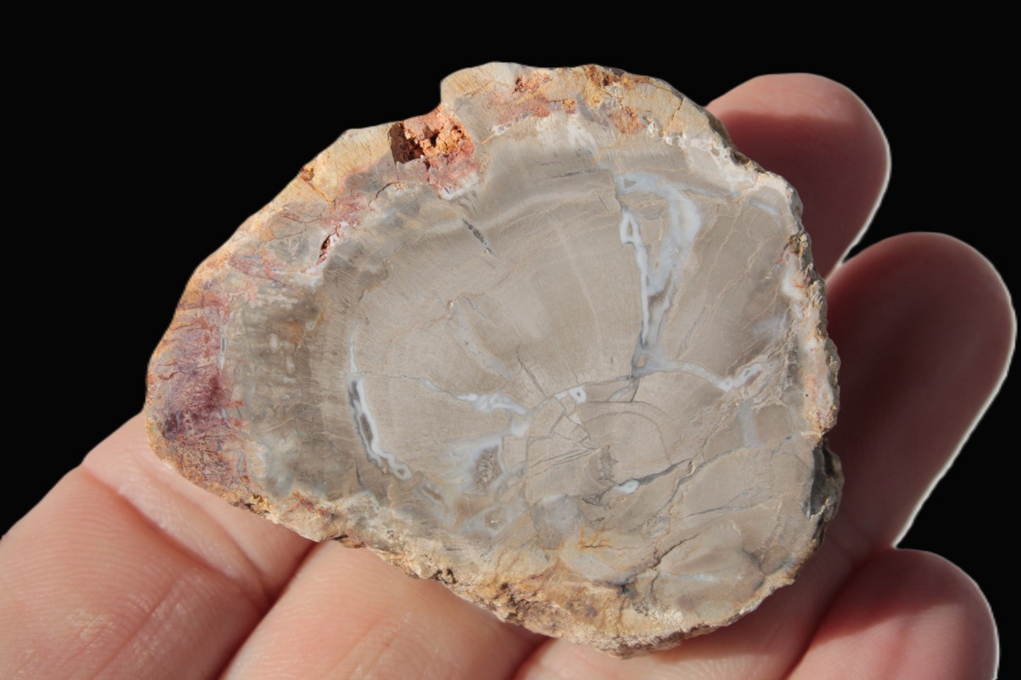 Petrified Wood Agate slice from Madagascar 42g Rocks and Things