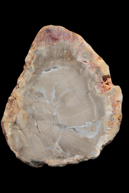 Petrified Wood Agate slice from Madagascar 42g - Rocks and Things Store