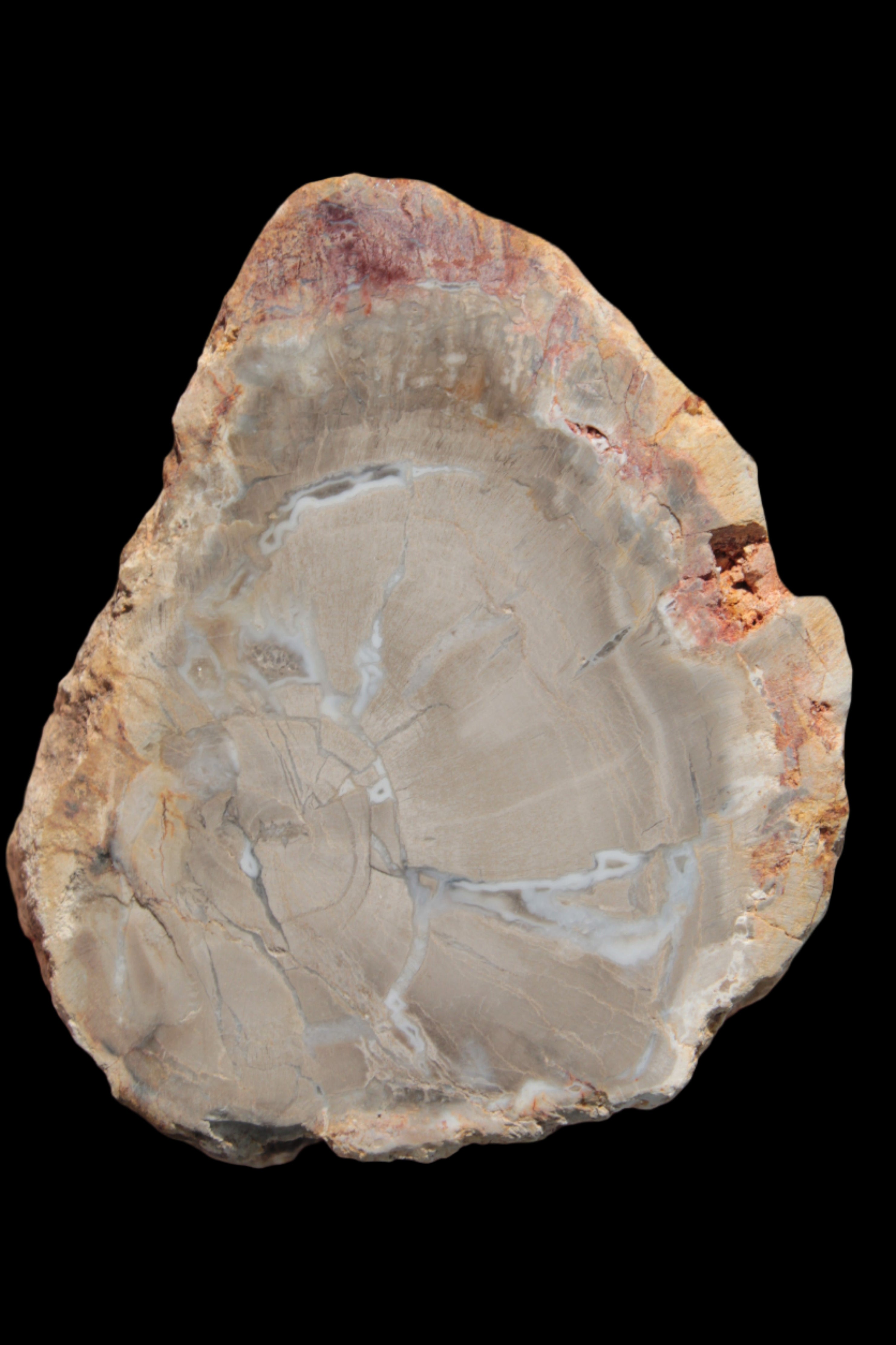 Petrified Wood Agate slice from Madagascar 42g - Rocks and Things Store