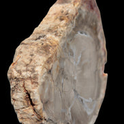 Petrified Wood Agate slice from Madagascar 42g - Rocks and Things Store