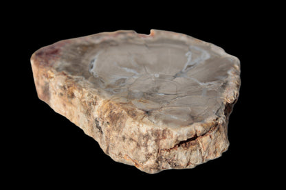 Petrified Wood Agate slice from Madagascar 42g Rocks and Things