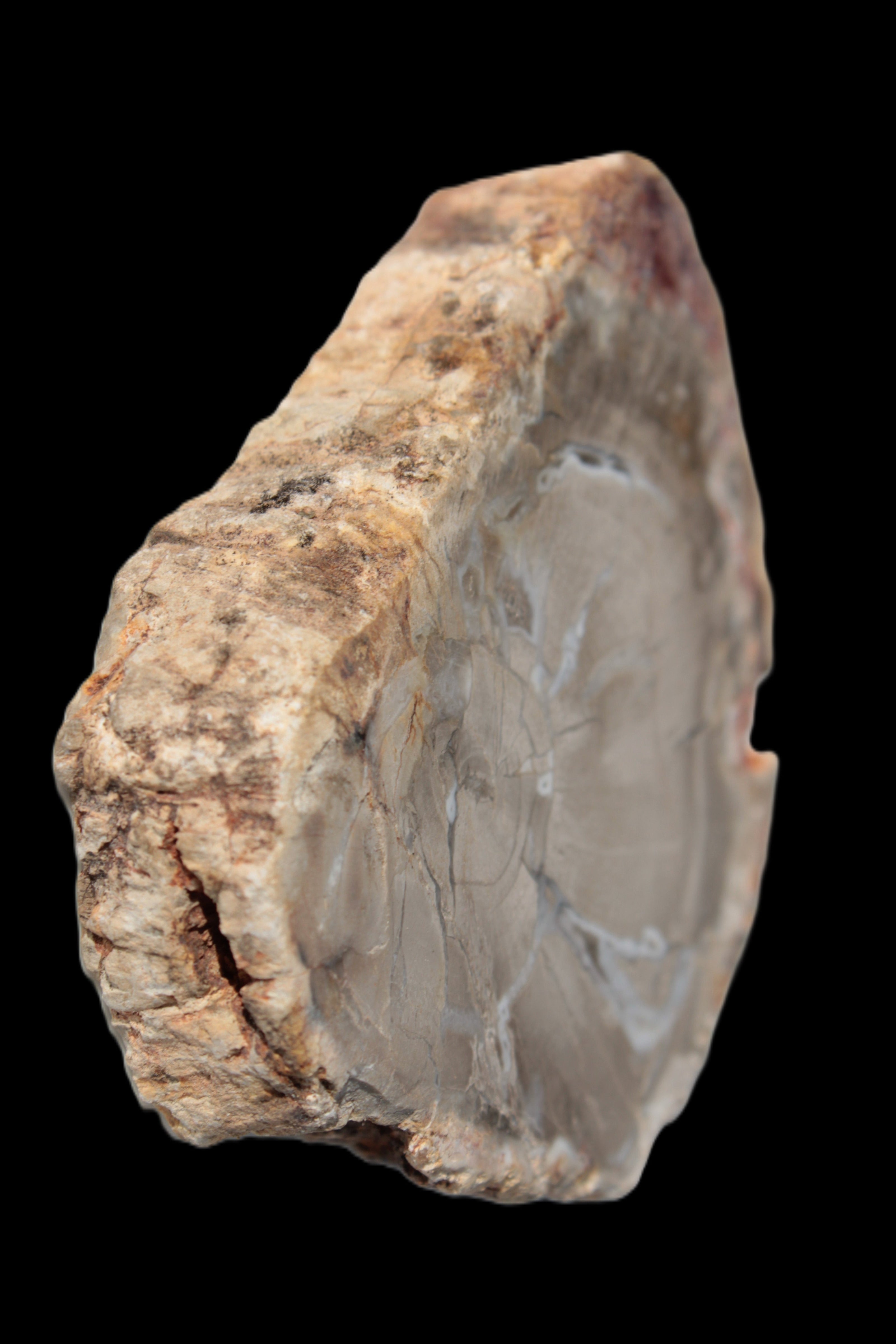 Petrified Wood Agate slice from Madagascar 42g - Rocks and Things Store