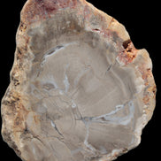 Petrified Wood Agate slice from Madagascar 42g - Rocks and Things Store